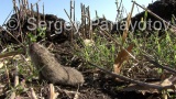 Video of Common Vole - Common Vole eating grass on the field.